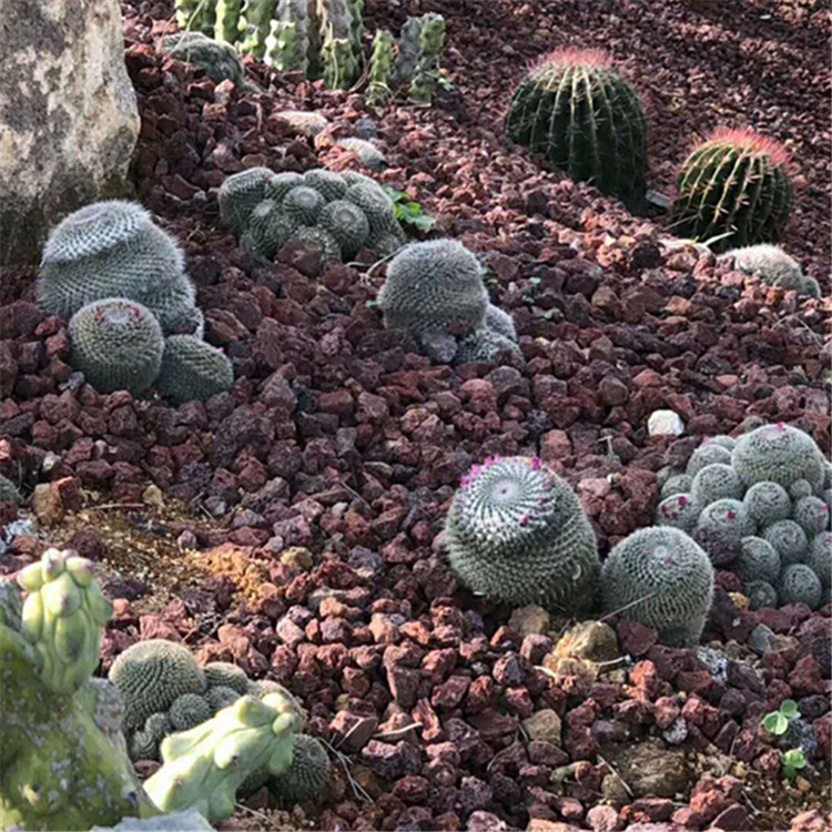 多肉种植火山岩